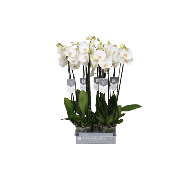 Phalaenopsis White World 12Ø 60cm 3st 18fl