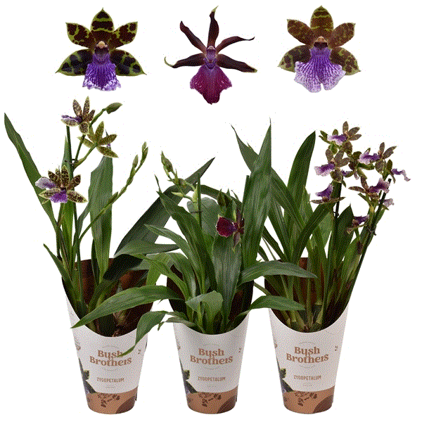 Zygopetalum Louisendorf (Cites) 12Ø 45cm 2st