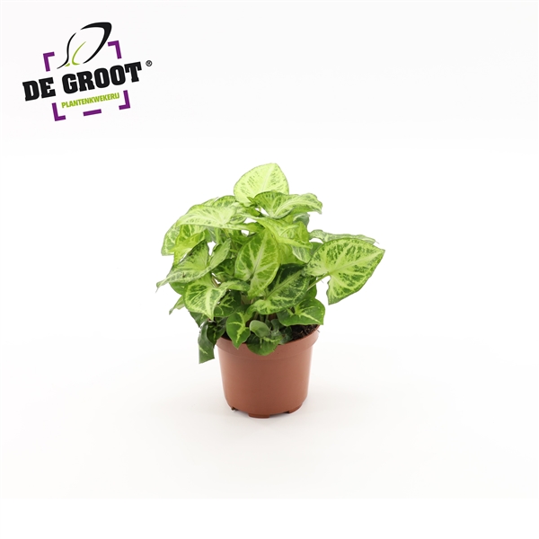 Syngonium Arrow 12Ø 25cm