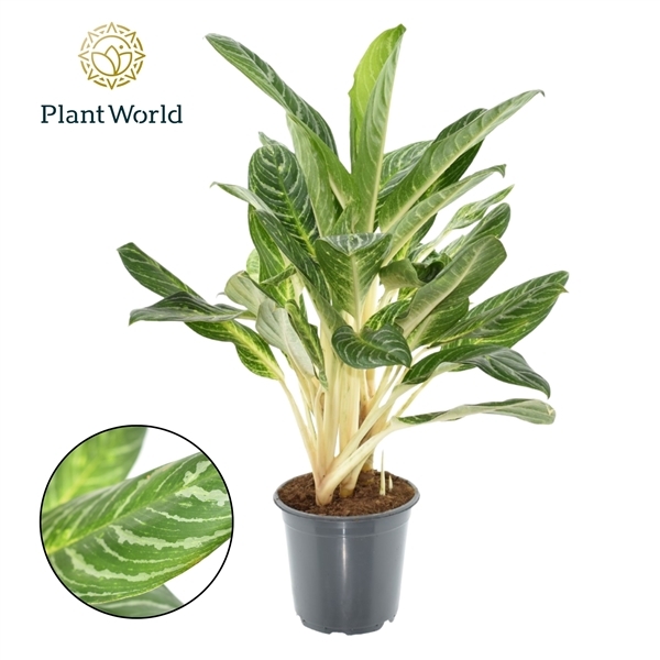 Aglaonema Key Lime 21Ø 80cm 4pp