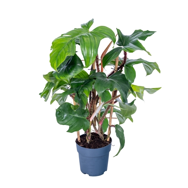 Philodendron Squamiferum 17Ø 65cm
