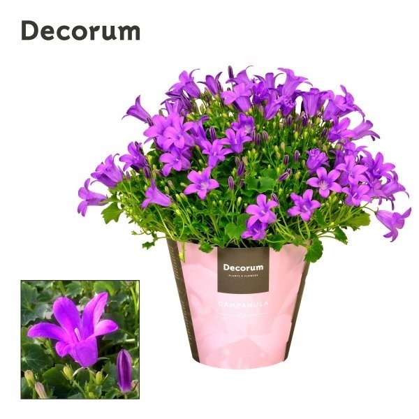 Campanula Porto 11Ø 17cm