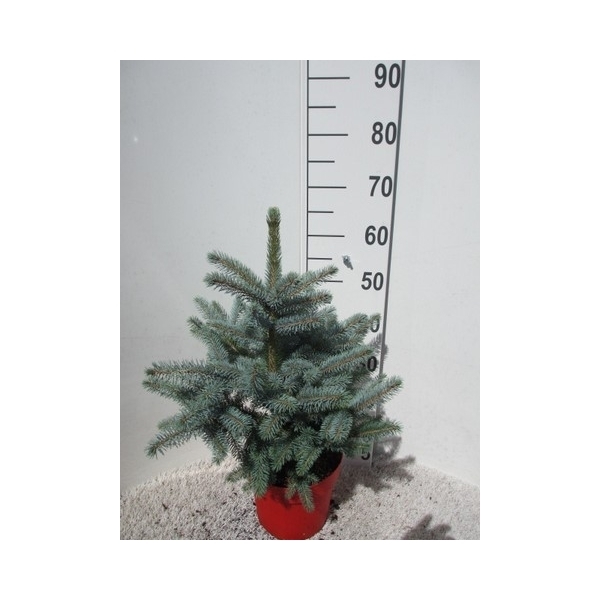 Picea pungens Super Blue 26Ø 70cm