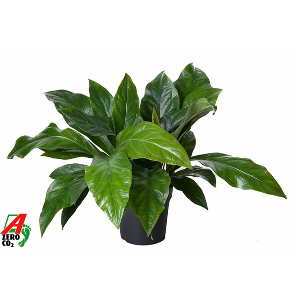 Anthurium not flowering ellipticum Jungle Bush 24Ø 70cm