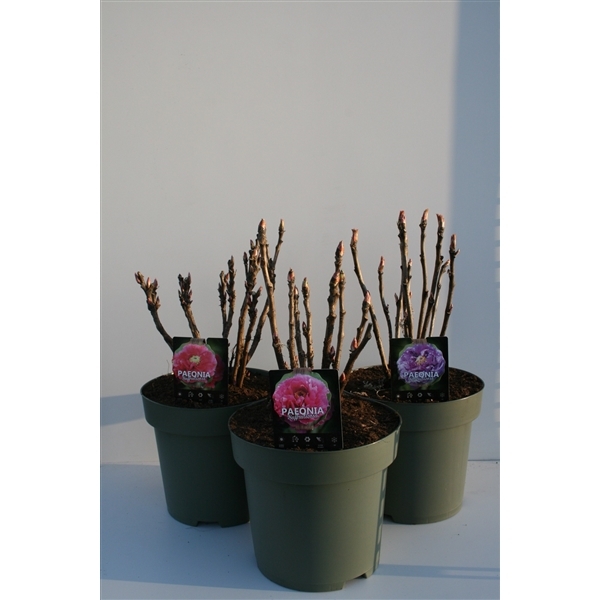 Paeonia suffruticosa mix 32Ø 70cm