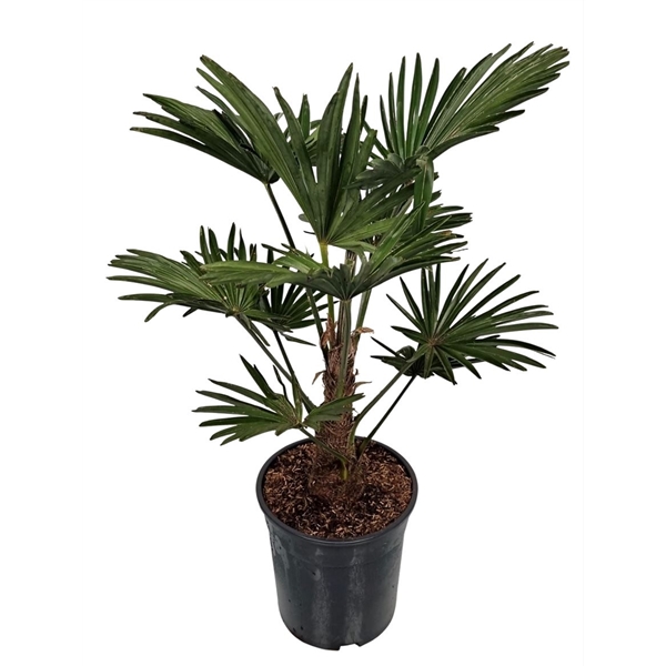Trachycarpus Wagneriana 24Ø 70cm