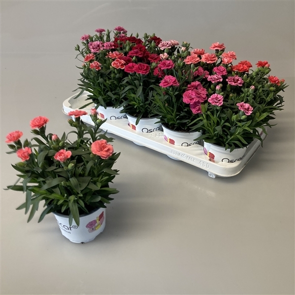 Dianthus Hybr. Oscar mix 12Ø 20cm