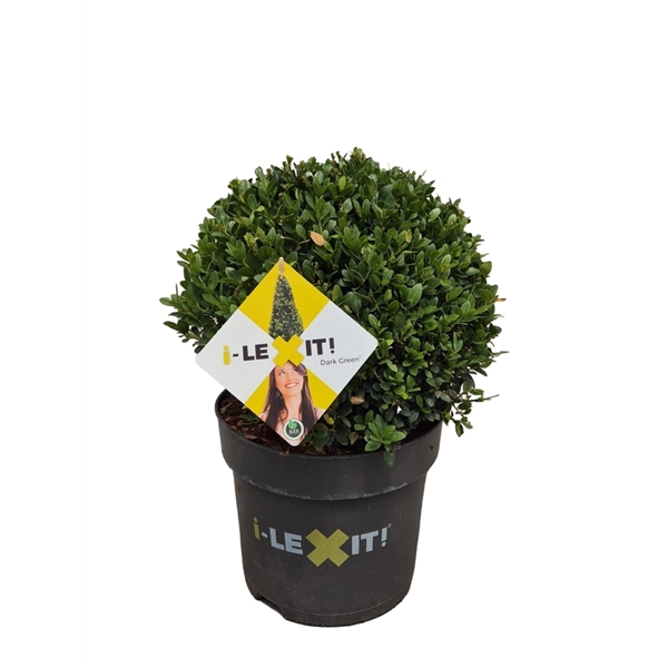 Ilex crenata Dark Green ball 26Ø 45cm