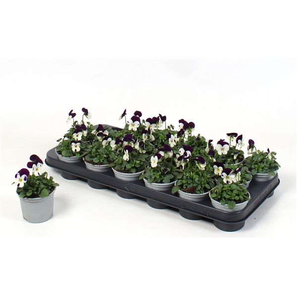 Viola cornuta Sorbet White Jump Up 9Ø 10cm