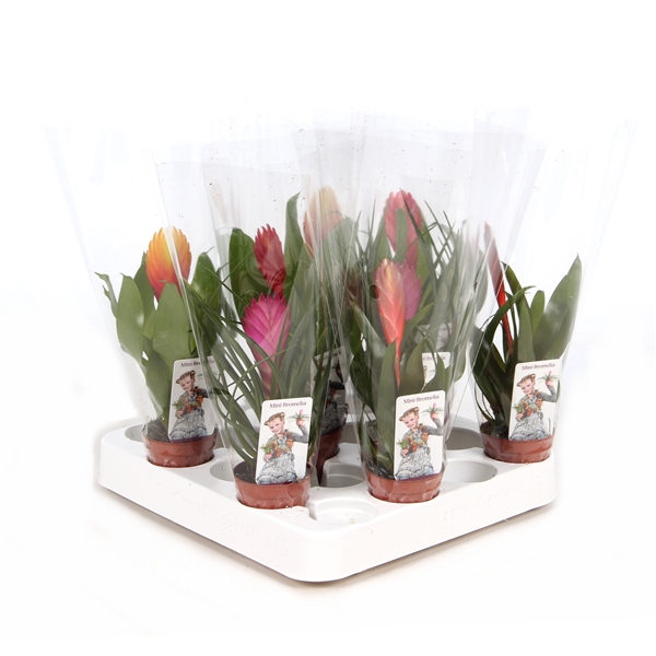 Bromelia mix xxl 5,5Ø 25cm