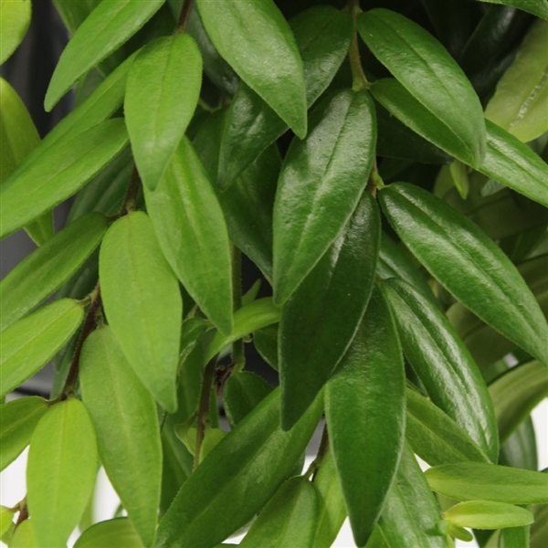 Aeschynanthus Japhrolepis 15Ø 40cm
