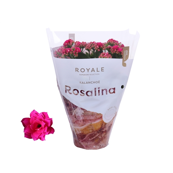 Kalanchoe cal Royal Purple 12Ø 27cm