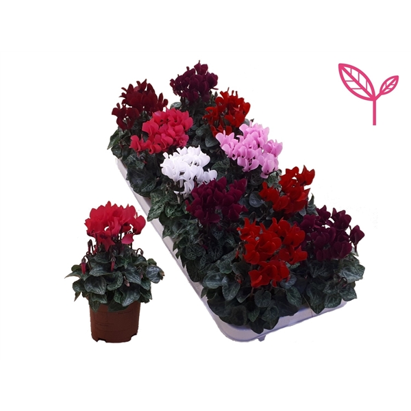 Cyclamen SS Compact mix 10,5Ø 20cm
