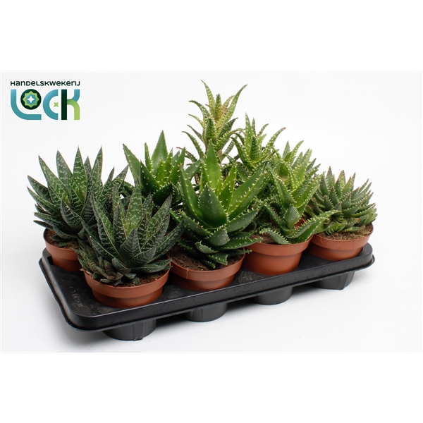 Aloe Mix 14Ø 20cm