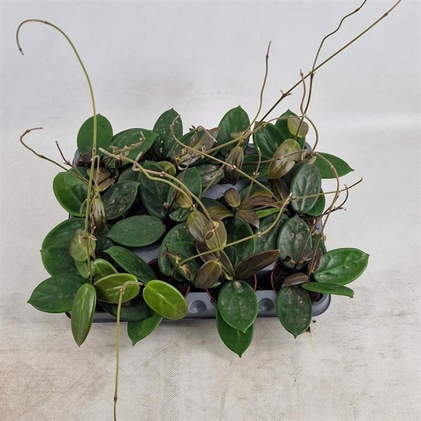 Hoya Vangviengiensis 6Ø