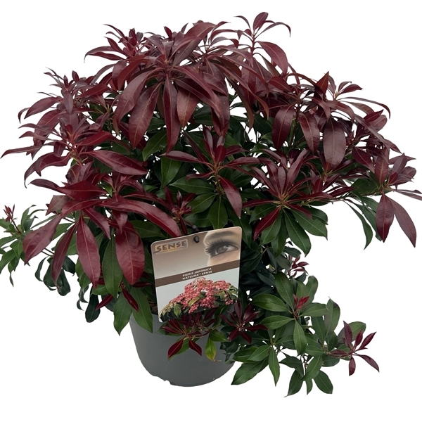 Pieris japonica Katsura 23Ø 40cm