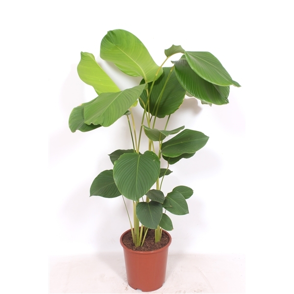Calathea Lutea 27Ø 140cm