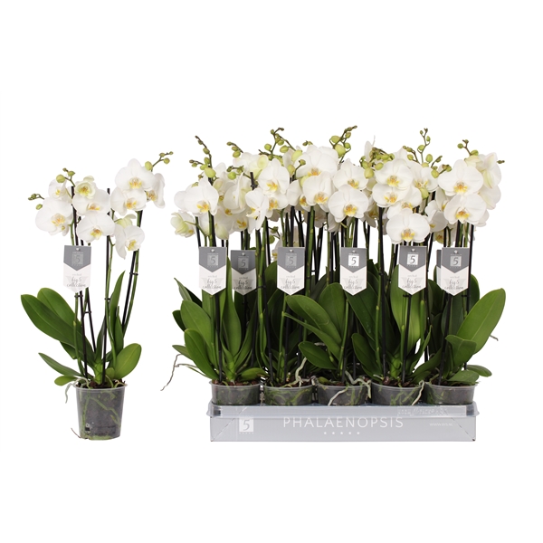 Phalaenopsis Anthura Nottingham 12Ø 60cm 4st 25fl