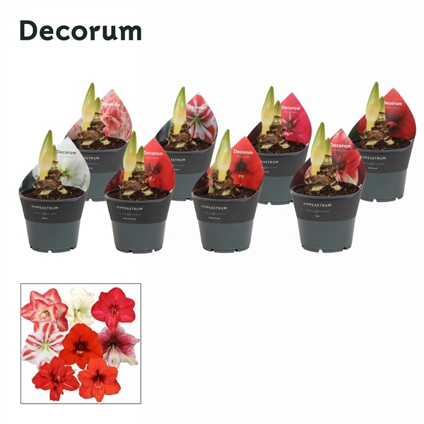 Hippeastrum Jumbo Exclusive mix 14Ø 25cm 2st