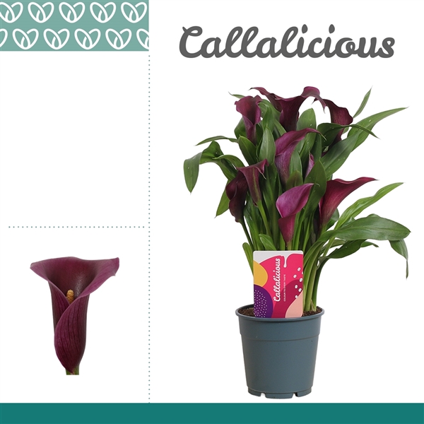 Zantedeschia Paco 12Ø 35cm 3fl