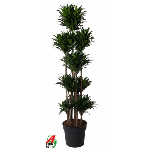 Dracaena fragrans Compacta carrousel 40Ø 180cm 10pp