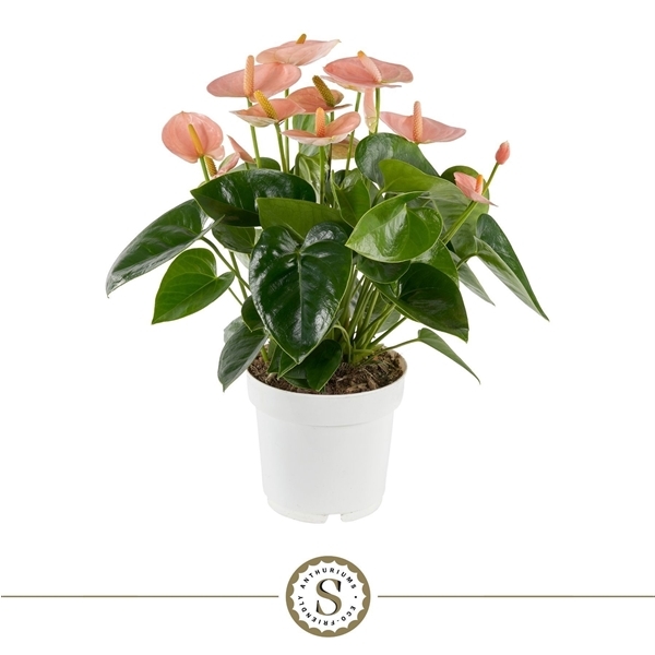 Anthurium Andreanum Spirit 14Ø 50cm 7fl