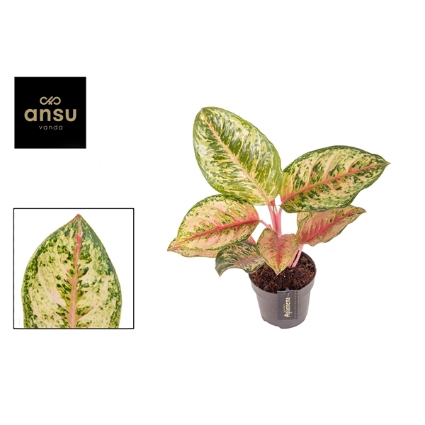 Aglaonema Carnival Queen 12Ø 40cm 1pp