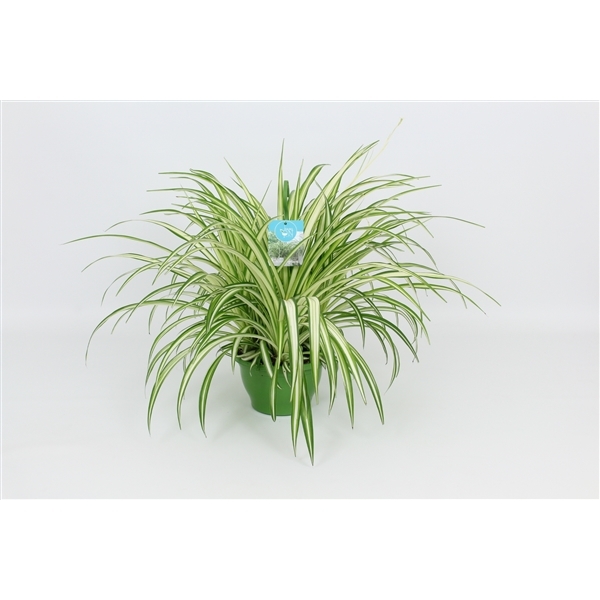 Chlorophythum comosum Vittatum 21Ø 65cm