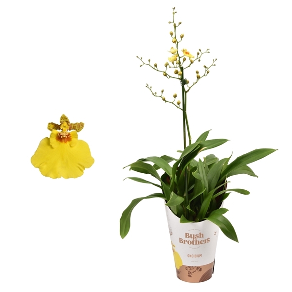 Oncidium Munsterland Stern 12Ø 55cm 1st