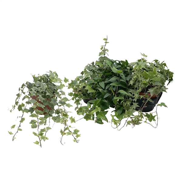 Hedera helix mixed 13Ø 25cm