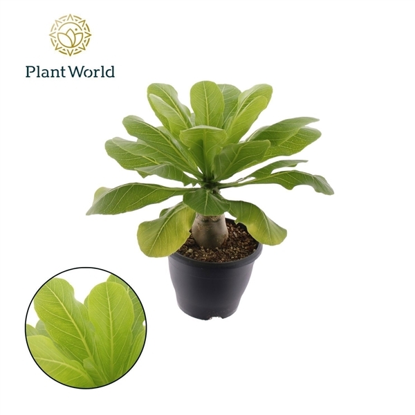 Brighamia insignis Hawaiian Palm 21Ø 40cm