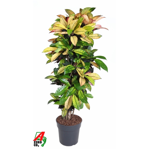 Codiaeum variegatum Mrs Iceton Branched 31Ø 140cm 1pp
