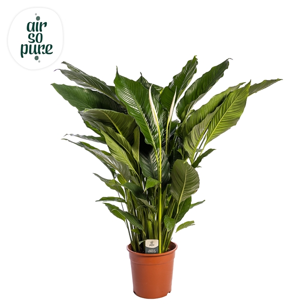 Spathiphyllum Sebastiano 24Ø 120cm 2fl