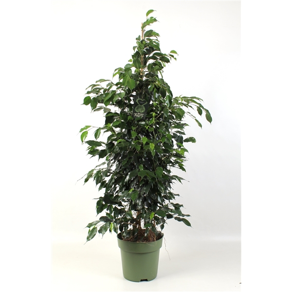 Ficus benjamina Danielle 27Ø 150cm 3pp
