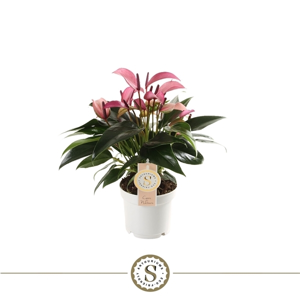 Anthurium Zizou 12Ø 40cm 6fl