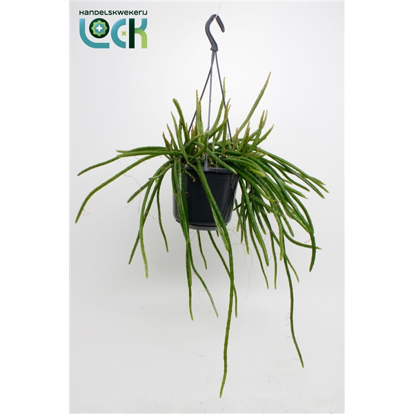 Selenisereus Werklei (Cites) 15Ø 25cm