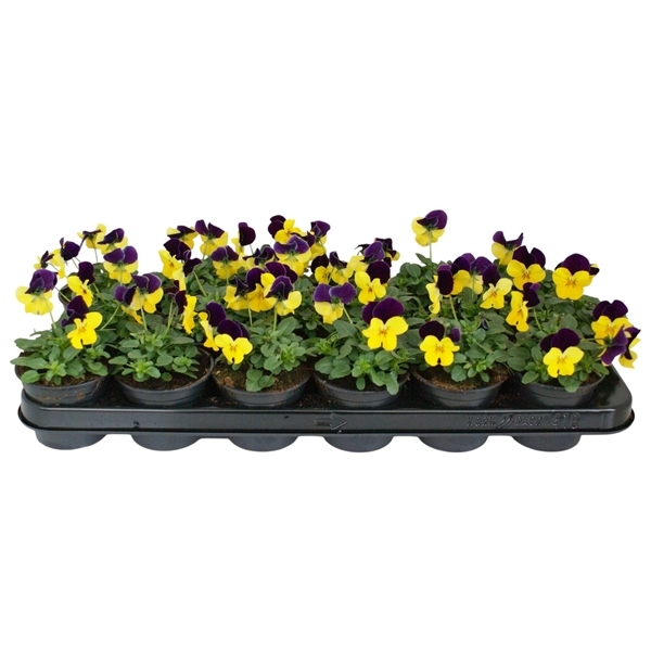 Viola cornuta yellow w/ purple 9Ø 12cm