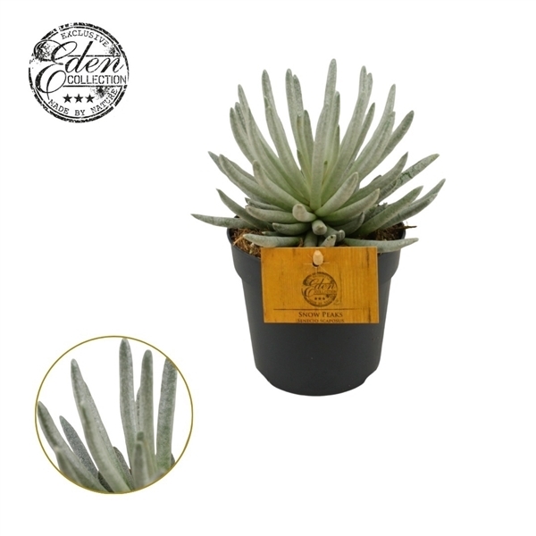 Senecio Scaposus 10,5Ø 15cm