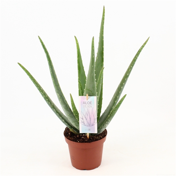 Aloe Vera 14Ø 45cm