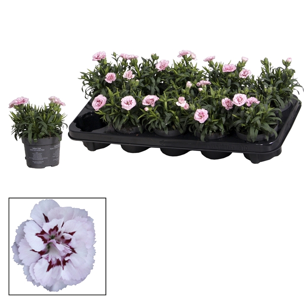 Dianthus hybrid osc Pink Purple 10,5Ø 21cm