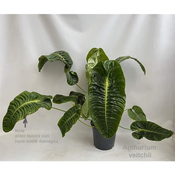 Anthurium Veitchii 27Ø 90cm