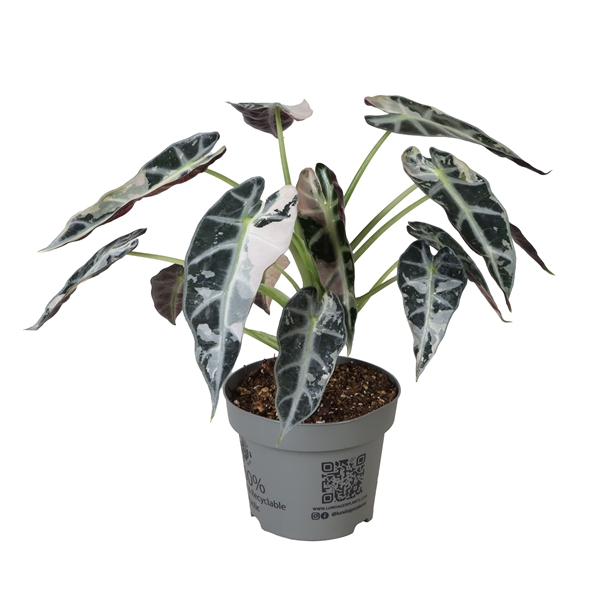 Alocasia Bambino Green Variegata 12Ø 20cm 1pp