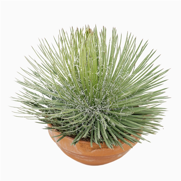 Agave Geminiflora 45Ø 60cm