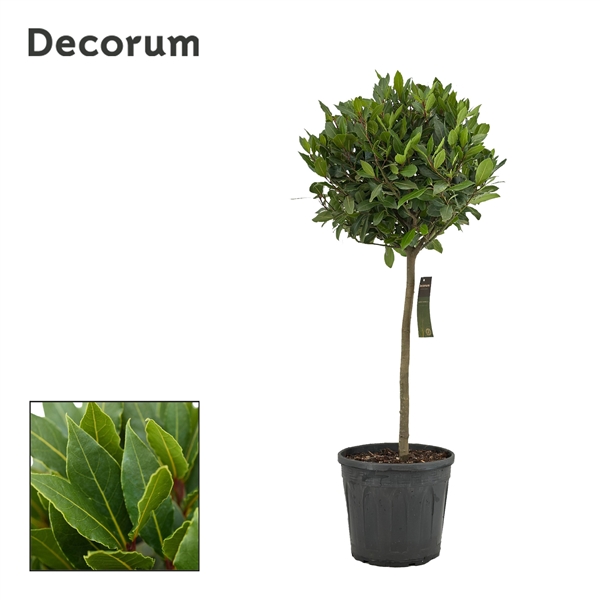 Laurus Nobilis ball on stem 30Ø 120cm 50Ø