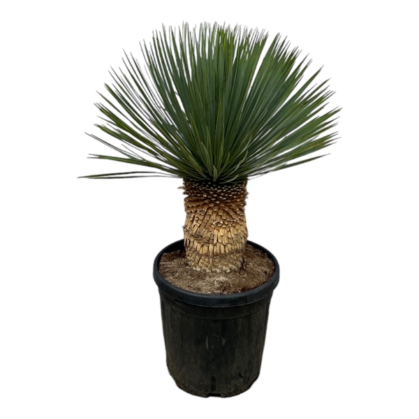 Yucca Rostrata 38Ø 100cm