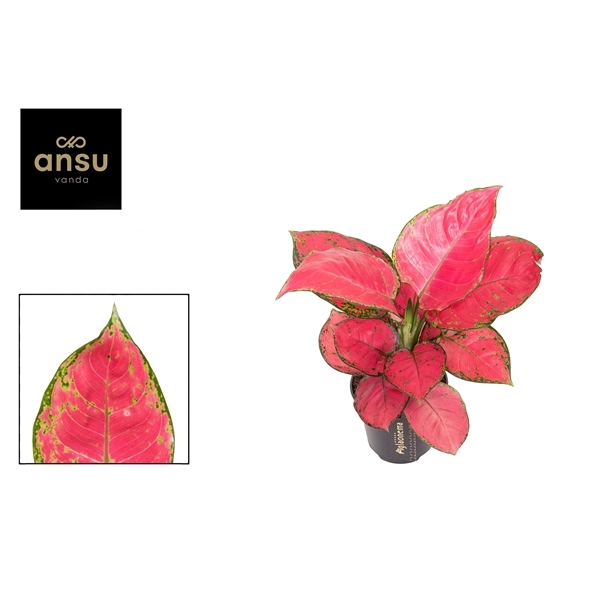 Aglaonema Red Joy 12Ø 30cm 1pp
