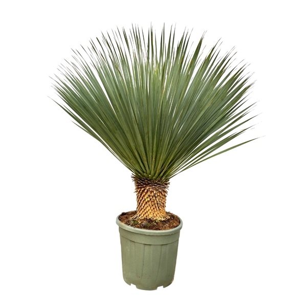 Yucca Rostrata 40Ø 120cm