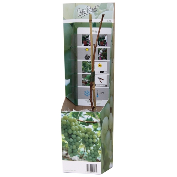 Vitis white 10,5Ø 35cm