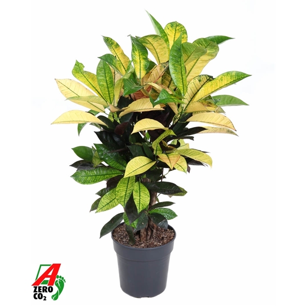 Codiaeum variegatum Mrs Iceton Branched 21Ø 70cm 1pp