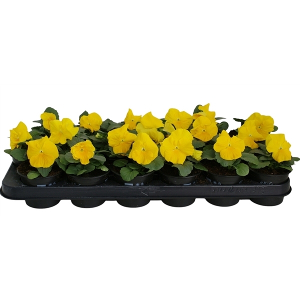 Viola Wittrockiana F1 pure yellow 9Ø 12cm